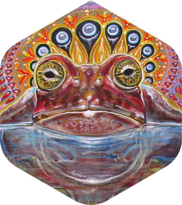 BUFO ALVARIUS - InsightOut